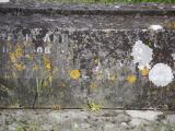 image of grave number 786836